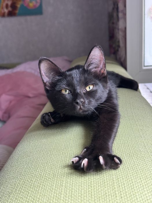 Котенок Кексик ищет дом