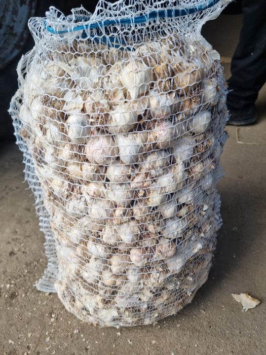 Usturoi de primavara pentru semanat