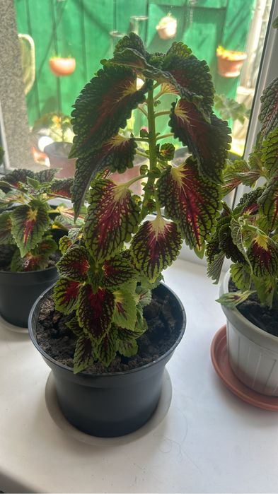 Цветы в ассортименте