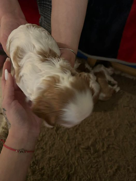 Кавалер Чарлз Кинг