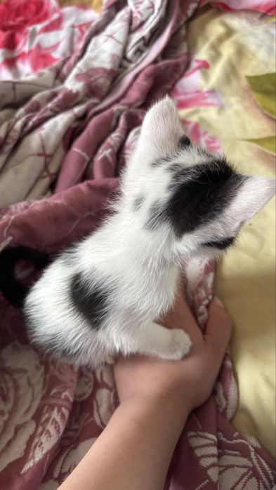 Котенок 1,5месяцев .