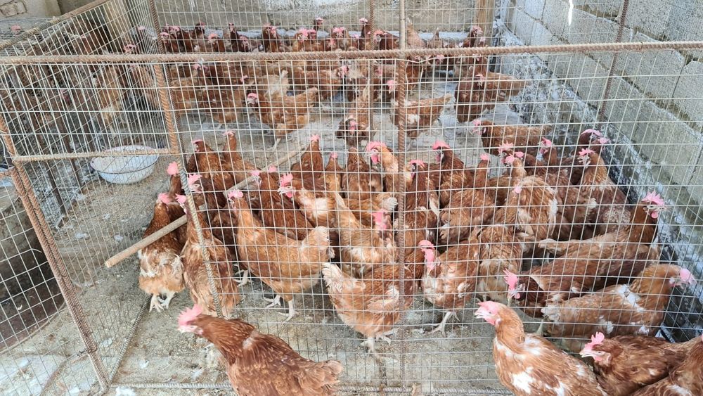 куры несушки оптом