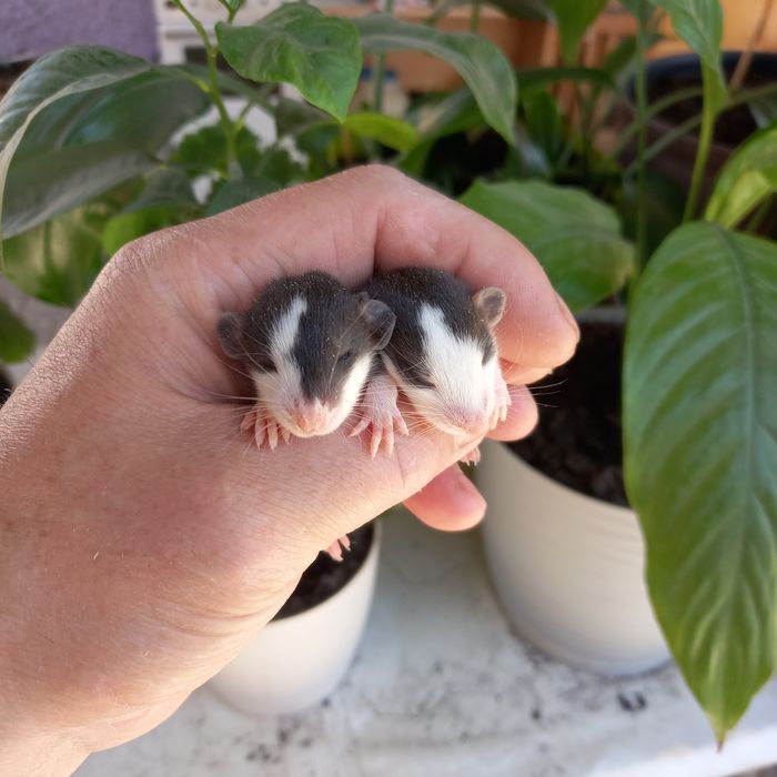 Дамбо крысята хаски