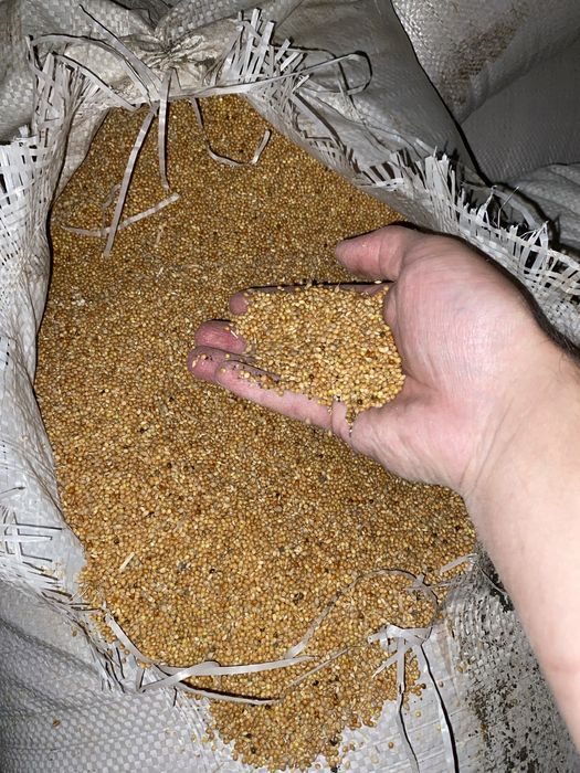 Продам просо чистое