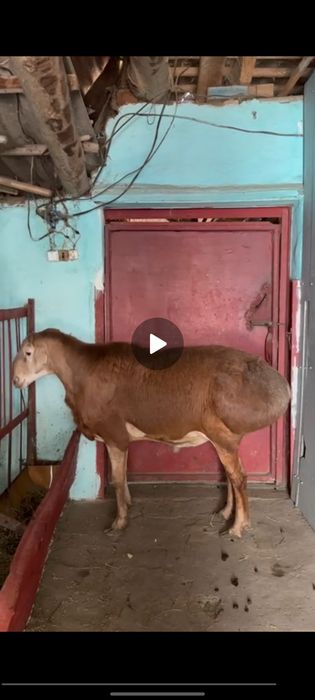 Продам кошкар парода Байсары