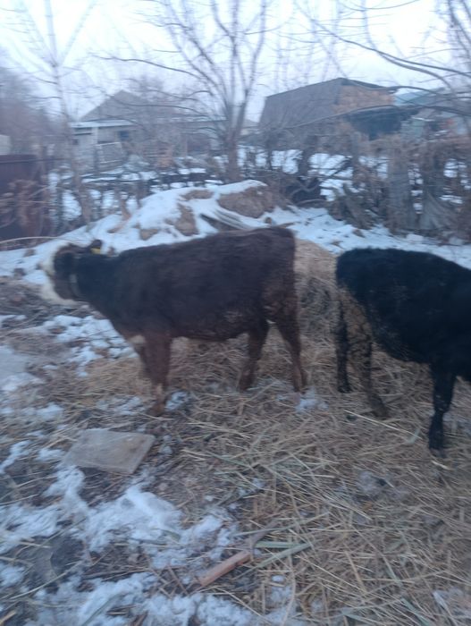 Телята на продажу