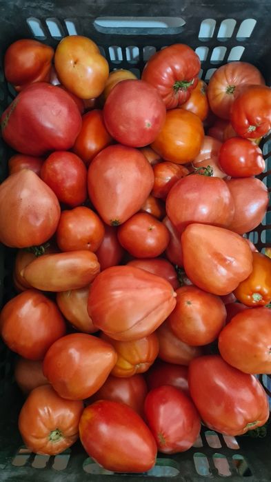 Продам помидоры с дачи