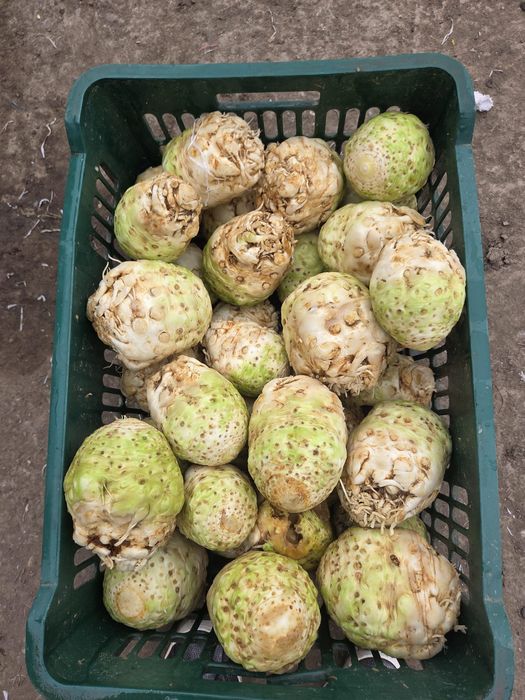 Vand Radacinoase cu pământ !