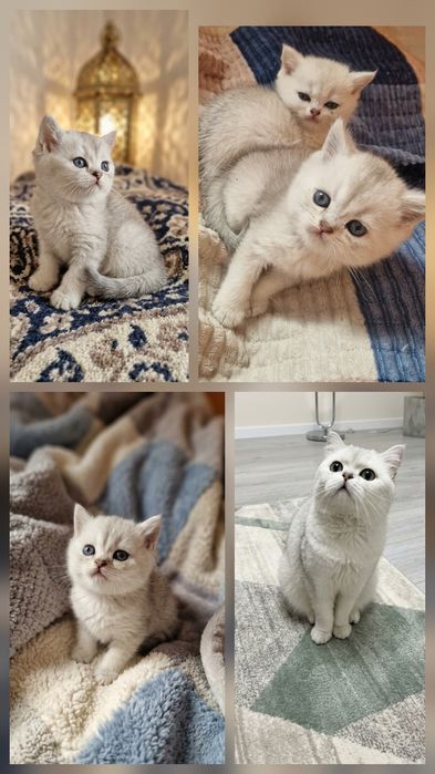 Семья британцев продам