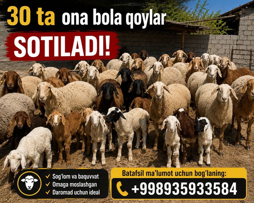 Ona bola qoylar sotiladi