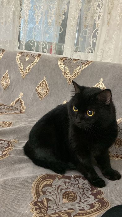 Отдам кота Британца бесплатно