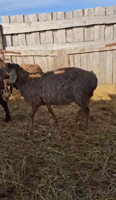 Қошқарлар сатылады 75 бас