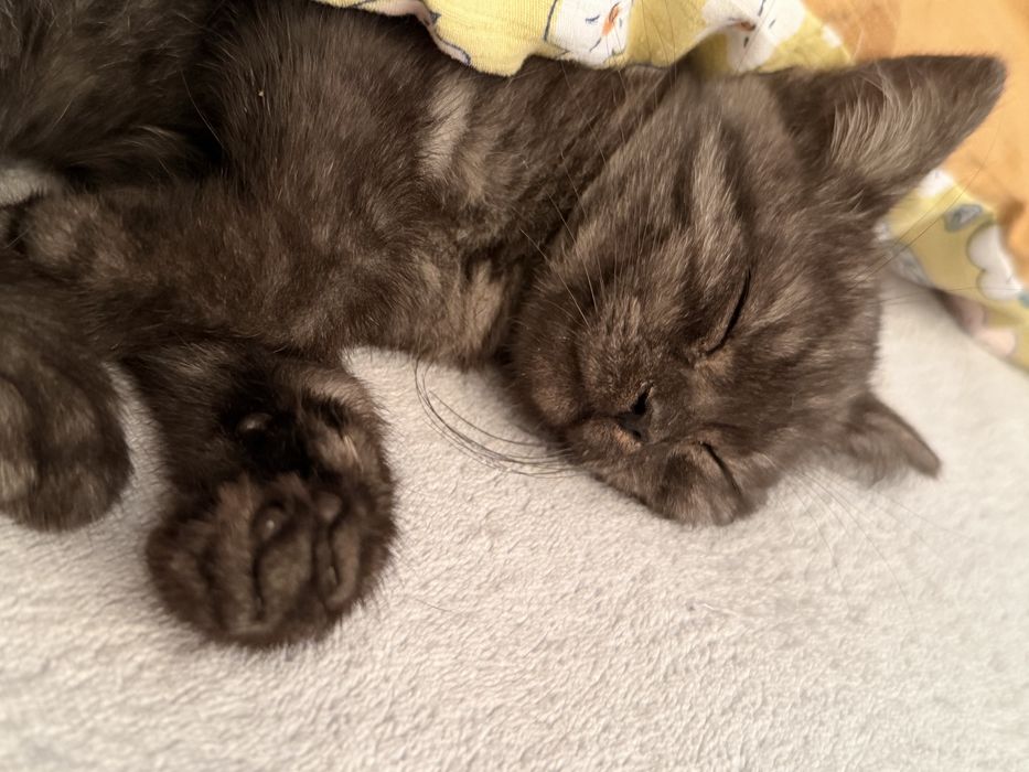Котенок девочка