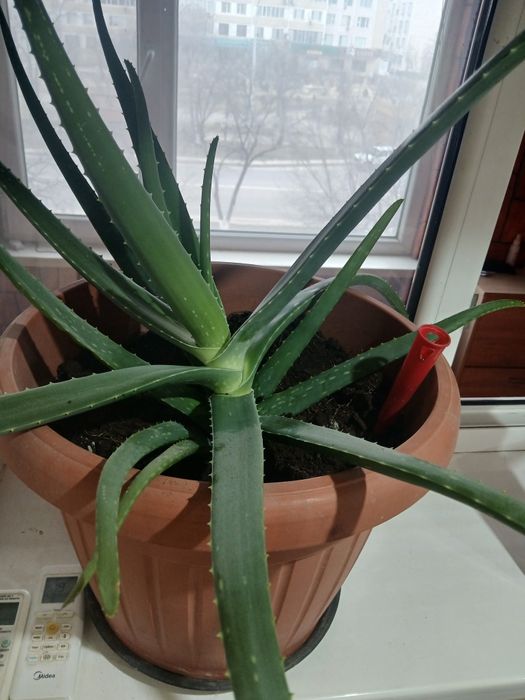 Продам Алоэ  есть доставка