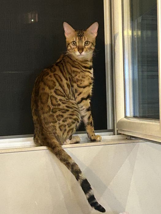 Бенгалско коте на един месец
