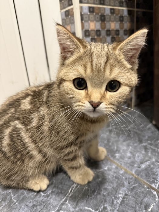 Seribristiy shinshila bilan zalatoy shinshila bolalari