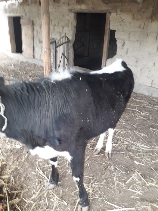 Сатылады семіз үрғашы баспақ қолдан бағылған