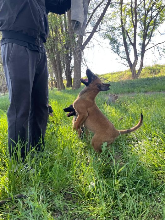 бельгийский овчарка Малинуа