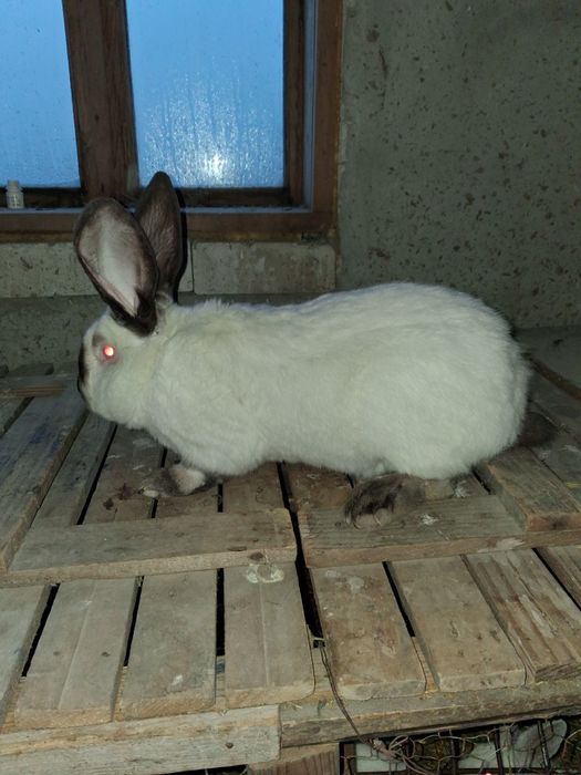 Vând mascul Uriaș de Transilvania