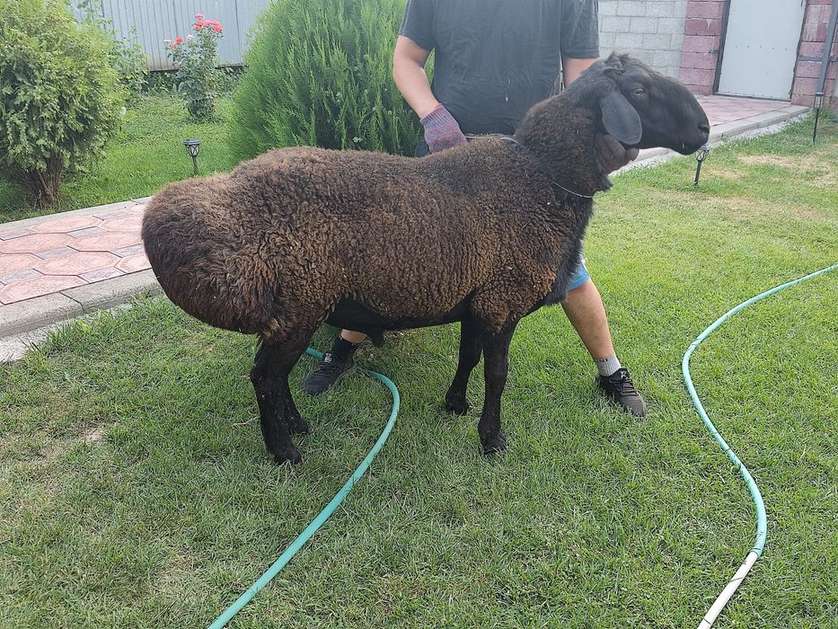 Продам кошкара Гиссар