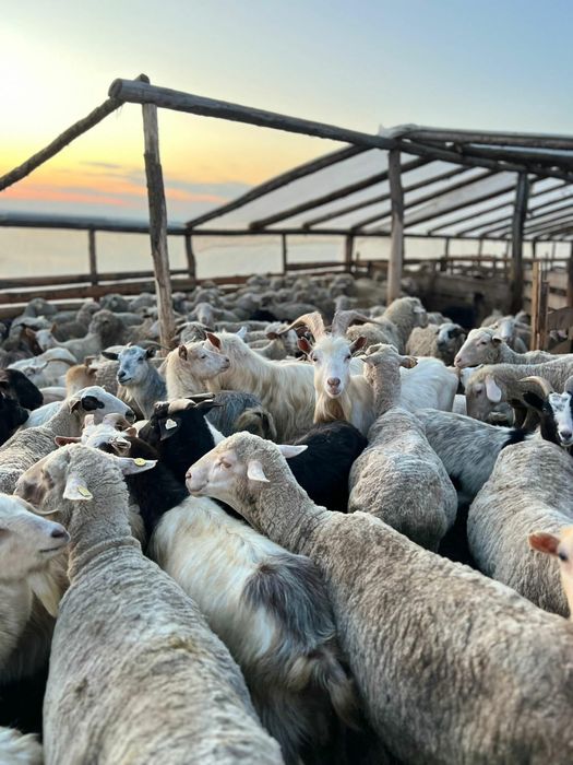 CAPRE SI OI de vanzare