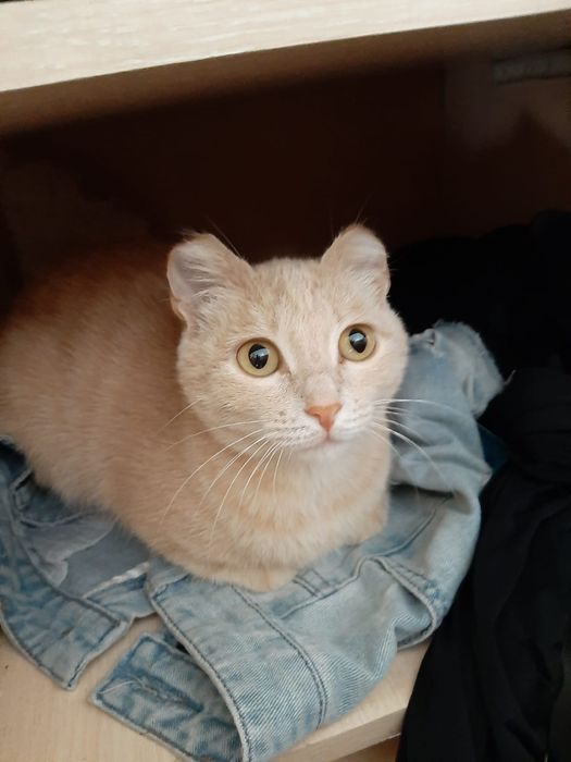 Отдам даром кошки девочки