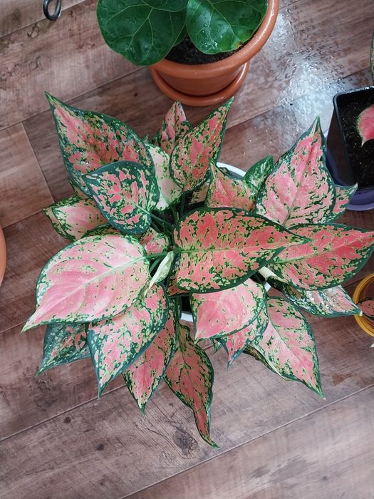 Аглаонема. Остановка Комарова.