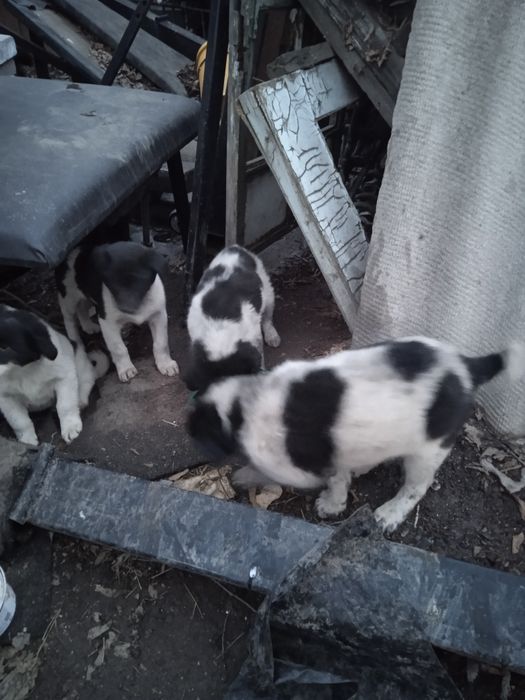 Спасаем от отлова