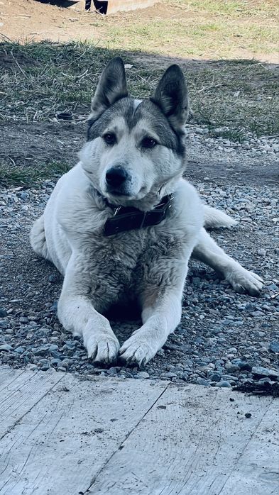Лайка ургашы 2 жаска толмаган