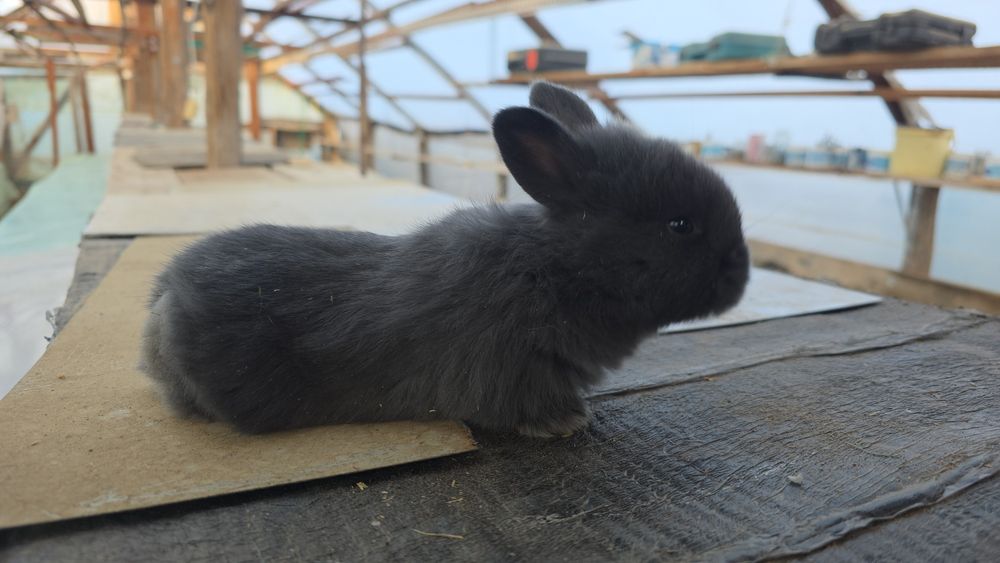 Vând Mascul si Femele,  Pui Iepuri Albastru Vienez