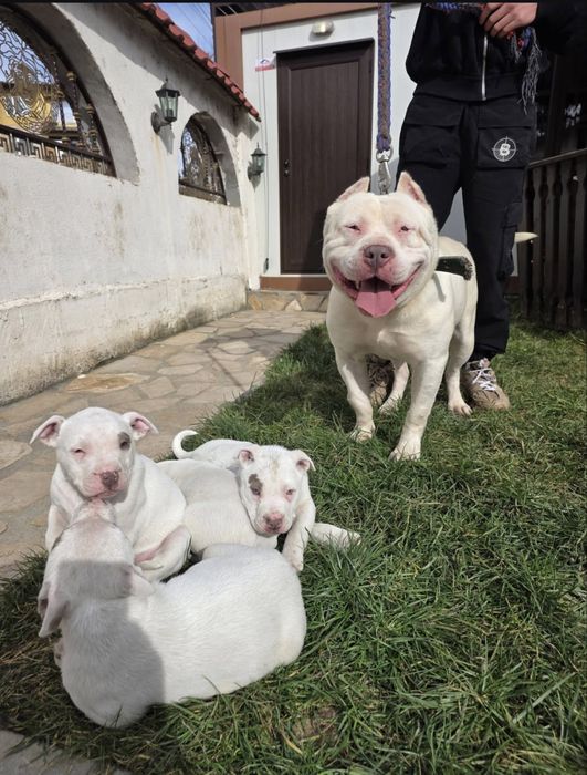 Малко питбулче , чистокръвно