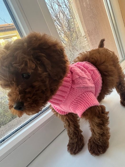 Той пудел с родословие