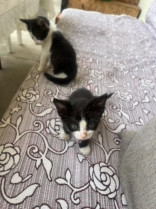 Отдаю котят в хорошие руки