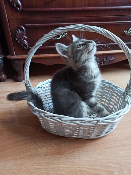 Малко котенце момченце с М на челото търси дом
