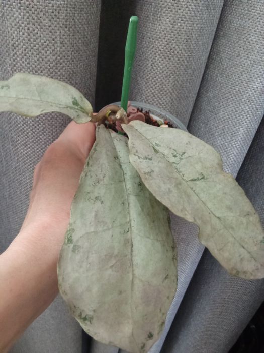 Хойя Митрата Сильвер