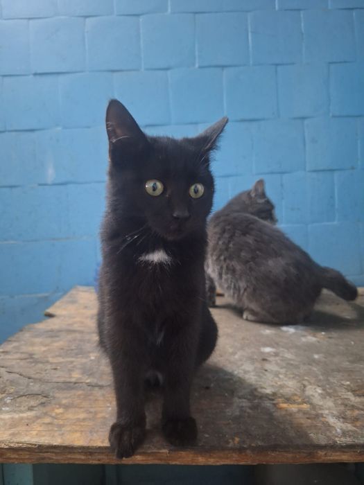 Котята  в добрые руки.