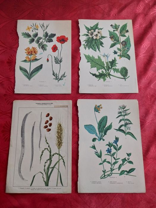 Colecție de planșe botanice și zoologice Vintage.