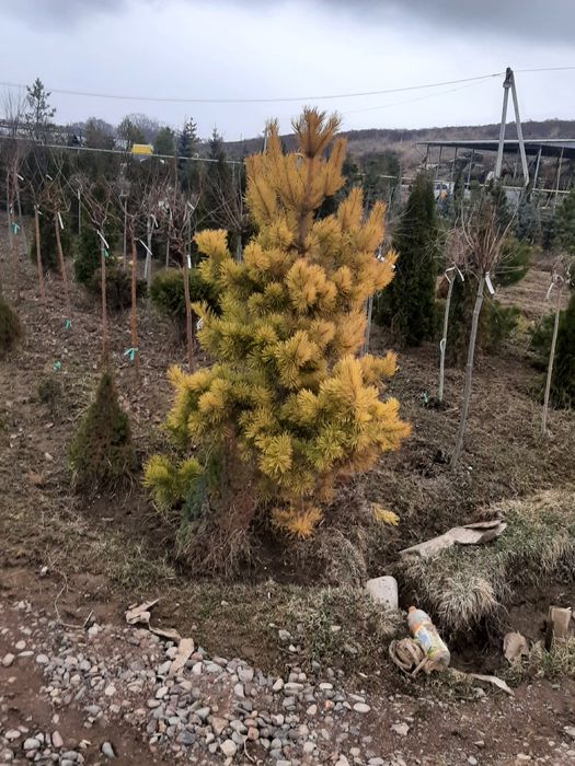 Ландшафтный дизайн, газон