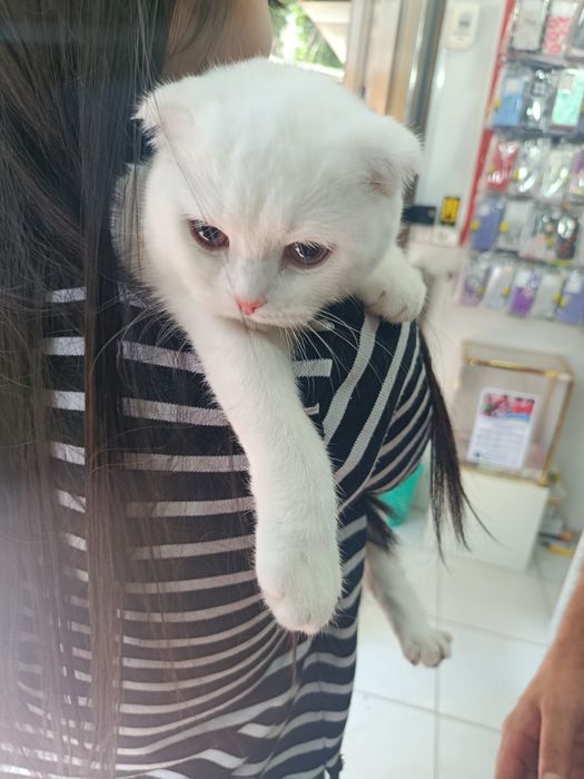 Кошка скотиш фолд