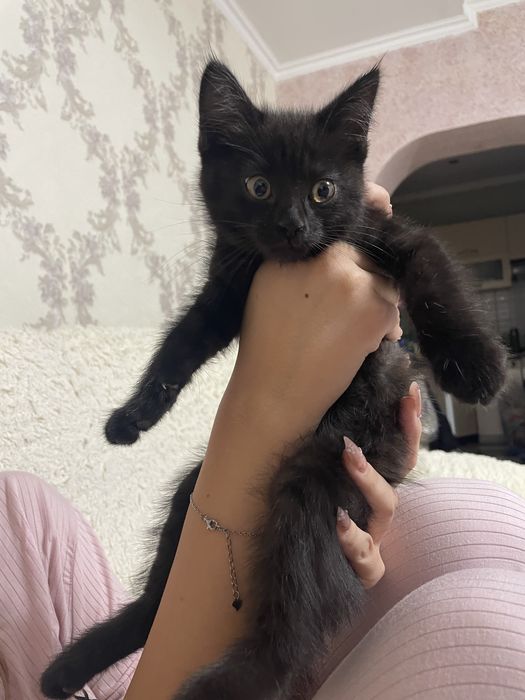 Котенок отдадим бесплатно . В добрые руки .