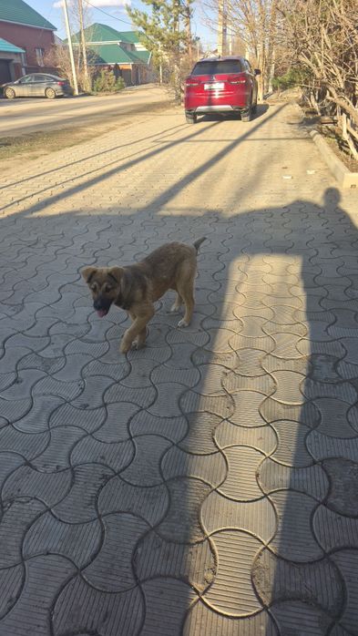 Отдам в добрые руки