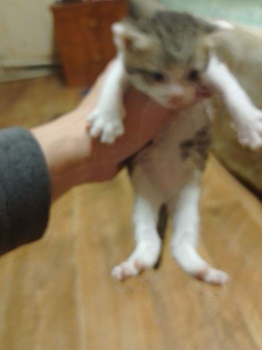 Отдам Даром Котят