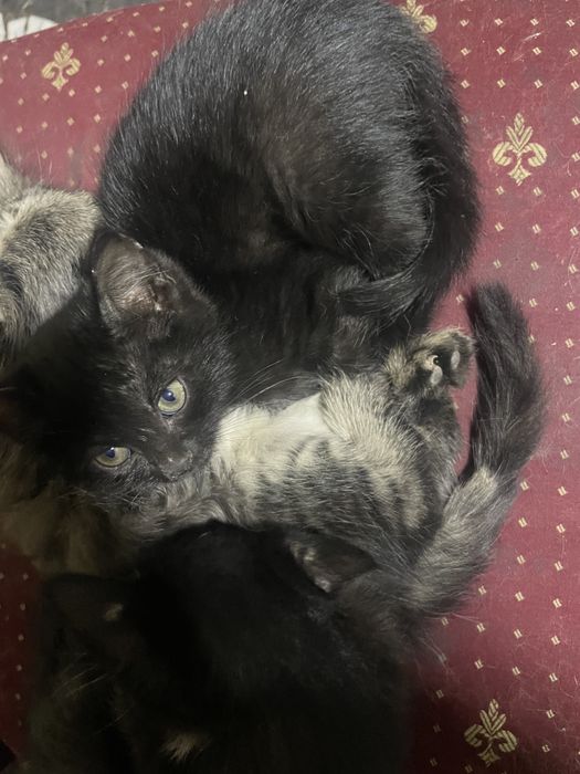 Xadiyaga mushuklar beriladi