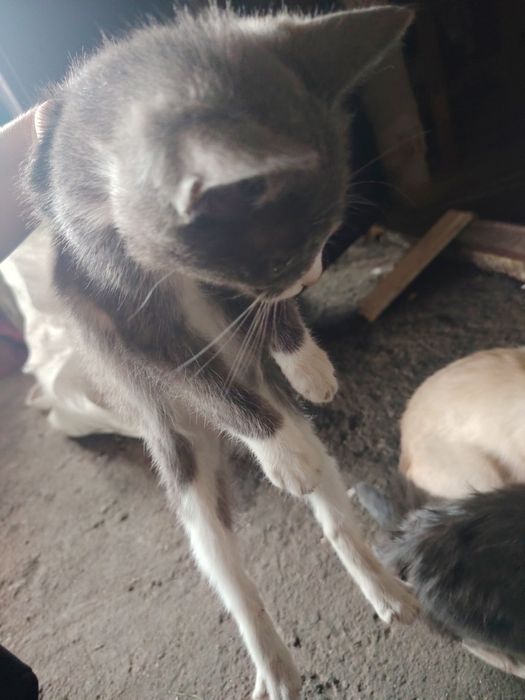 5 милых котят, продам