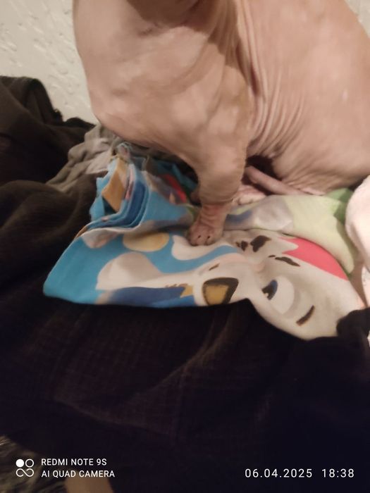 Продаётся канадский сфинкс