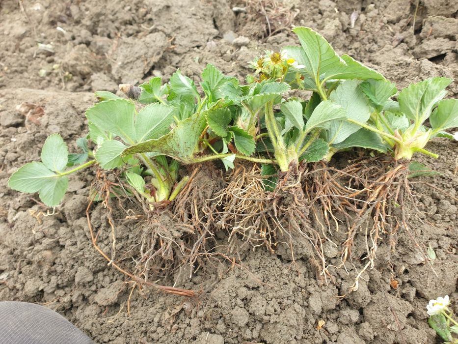 Клубника кучатлари сотилади