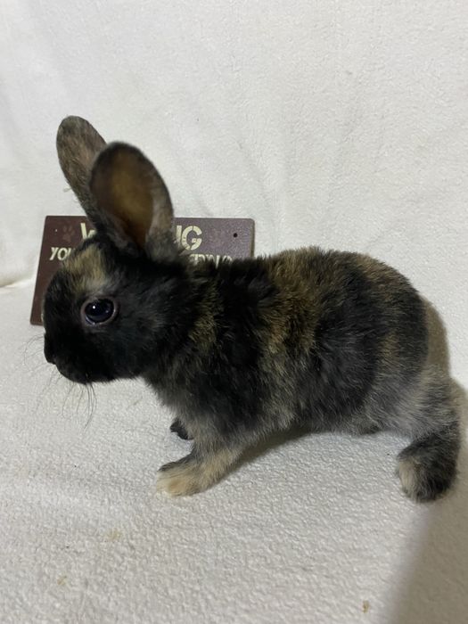 Iepurași Rex pitic disponibili ! Cluj-Napoca • OLX.ro