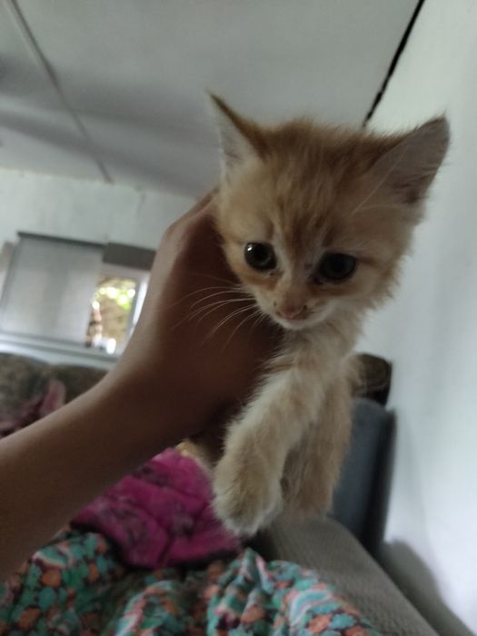 Отдам котёнка в добрые руки