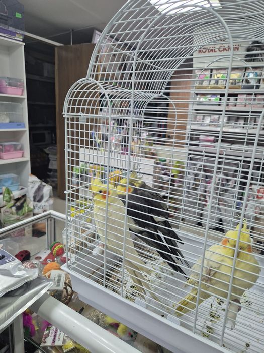 Кореллы, волнистые попугаи