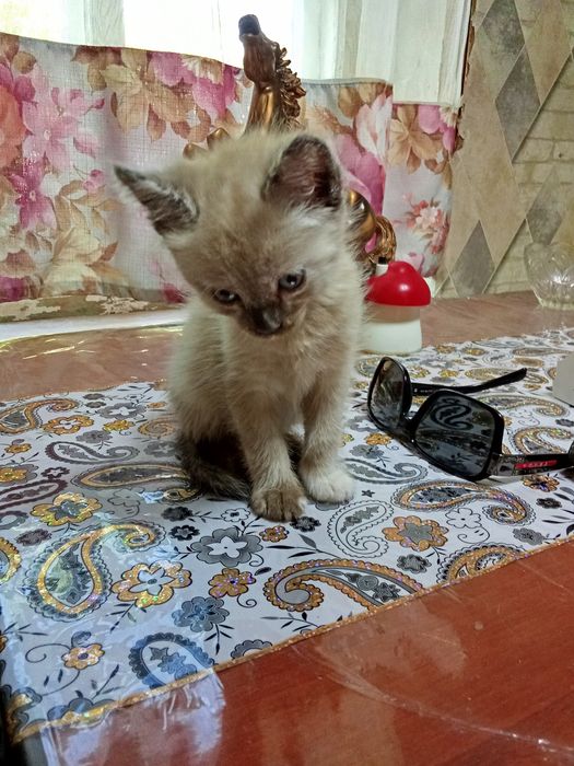Отдам котят в добрые руки